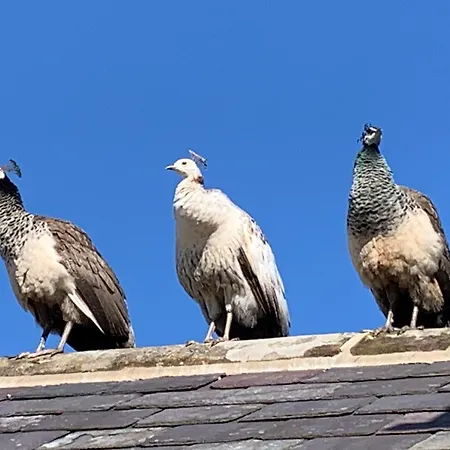 Collingwood Cottage, Brampton Farlam