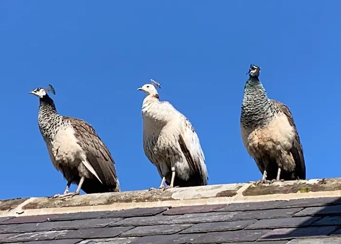 Collingwood Cottage, Brampton Farlam